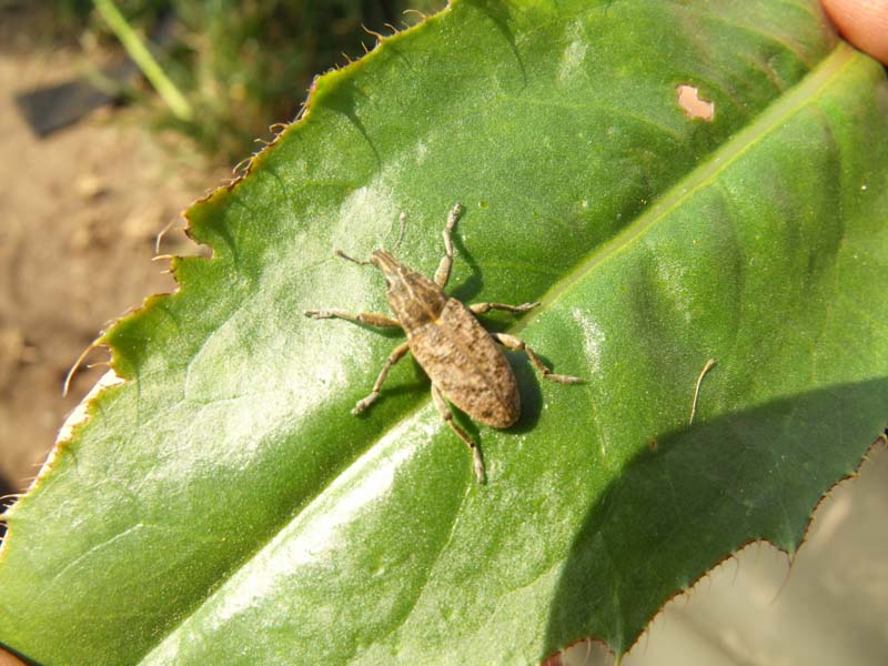 Curculionidae maremmano da ID